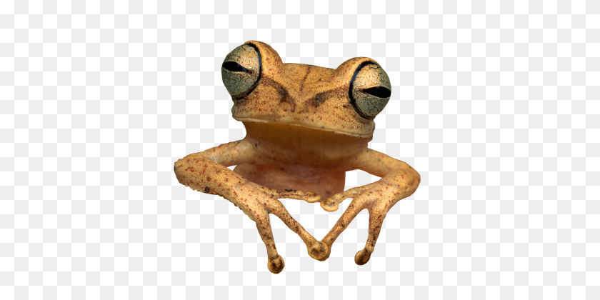 640x360 Frog Toad - Toad PNG