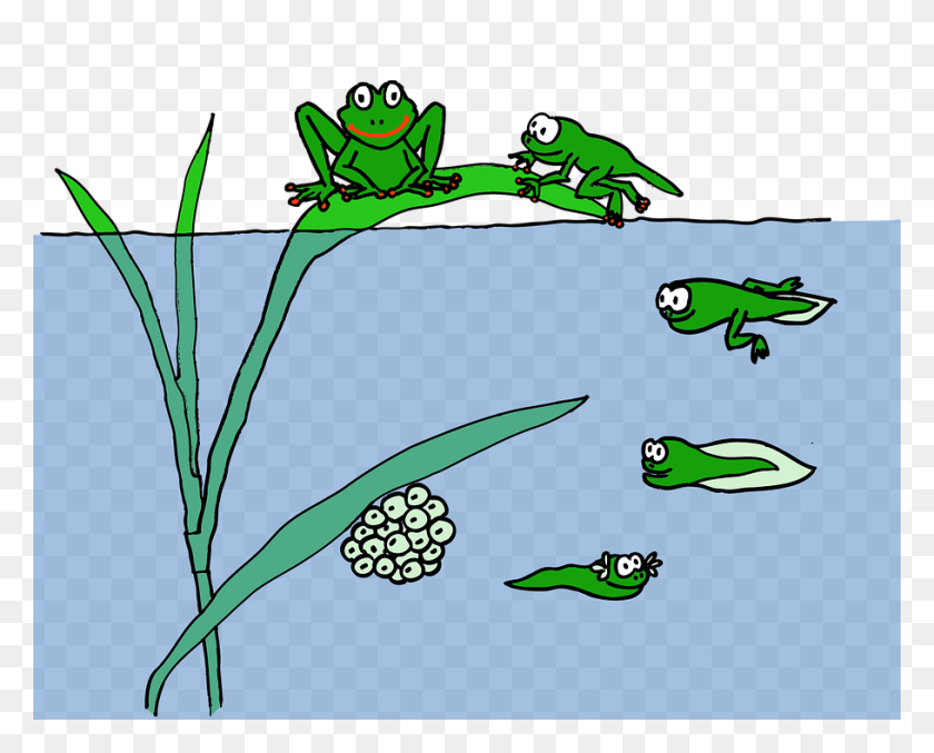 910x720 Frogs And Pollywogs In Nys Parks New York State Parks Blog - Frog Life Cycle Clipart