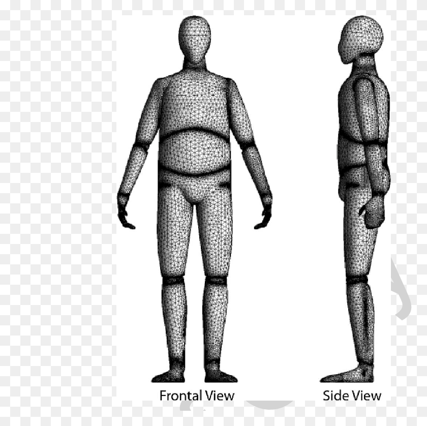 780x778 Frontal And Side Views Of The Meshed Human Body Computer Model - Human Body PNG