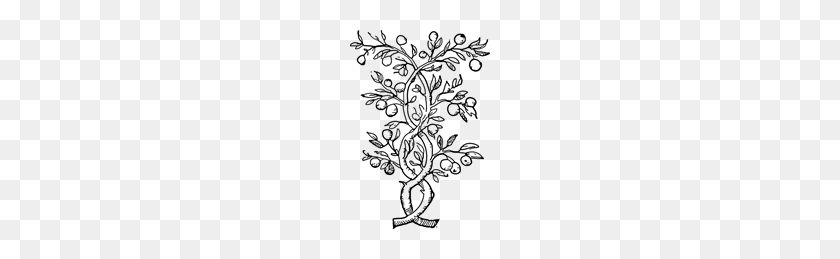 140x199 Fruit Tree Branches Png, Clip Art For Web - Branches PNG