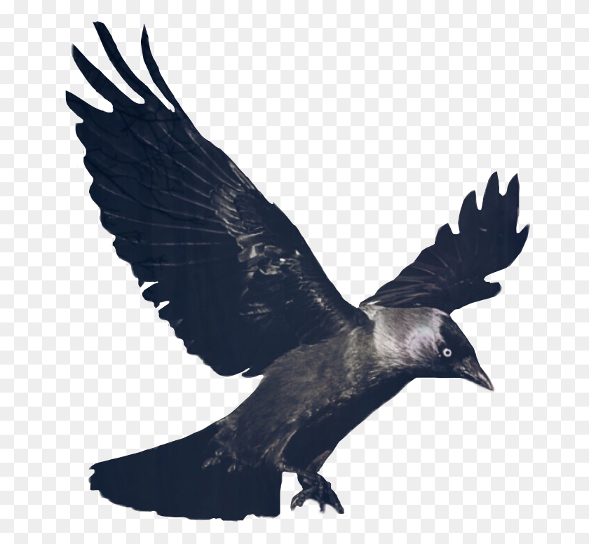 673x716 Ftegothic Gótico Gótico Cuervo Cuervo Pájaro Mosca Negra Dailyst - Gótico Png