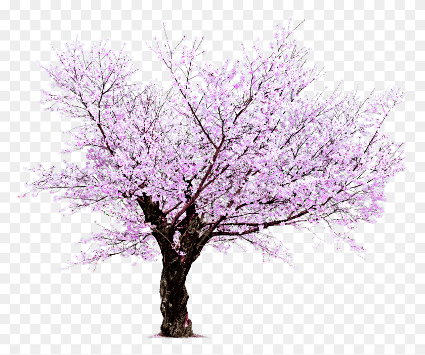 1270x1044 Ftestickers Sakura Tree Freetoedit - Sakura Tree PNG