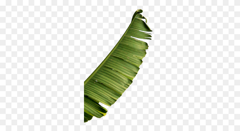252x400 Full Banana Leaf Png - Palm Fronds PNG