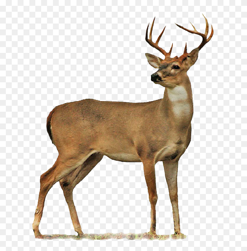 644x794 Full Body Deer Drawings Buck Png - Buck PNG