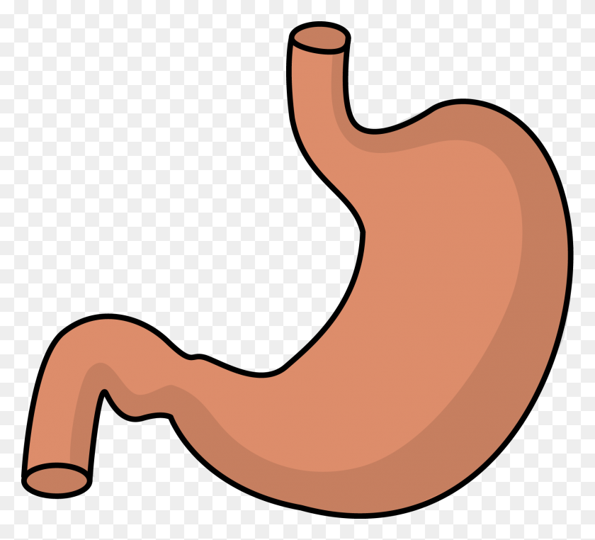 1681x1514 Full Stomach Cliparts Free Download Clip Art - Digestion Clipart