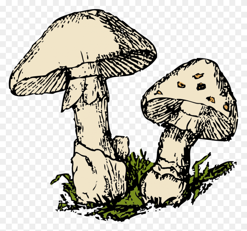 Fungi Clipart - Decomposer Clipart – Stunning free transparent png