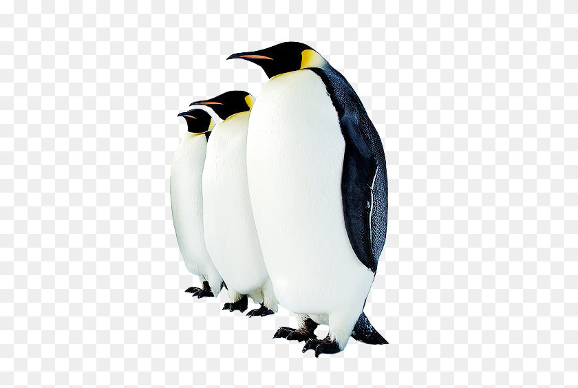363x504 Imágenes Prediseñadas De Pingüino Divertido - Stand Up Clipart