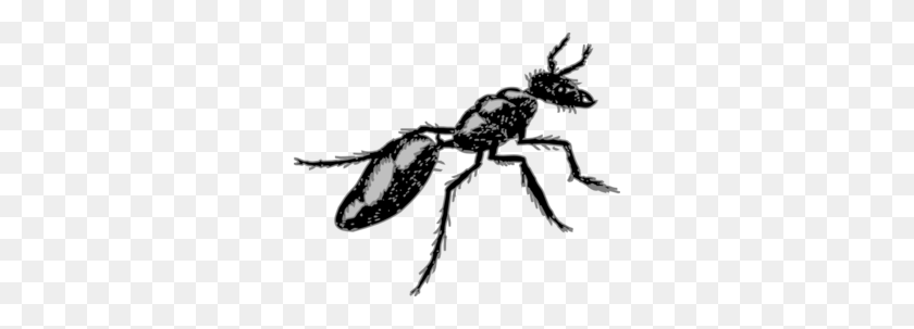 300x243 Imágenes Prediseñadas De Hormiga Difusa - Ant Clipart