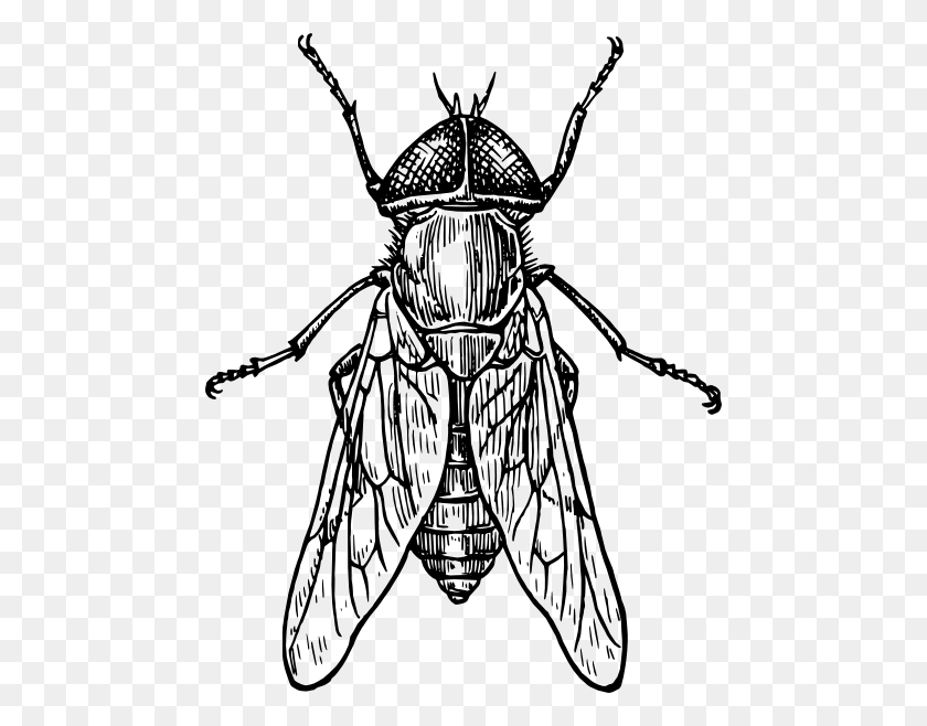 468x598 Gadfly Insect Clip Art Vector Insectos Insects - Insect Clipart Black And White