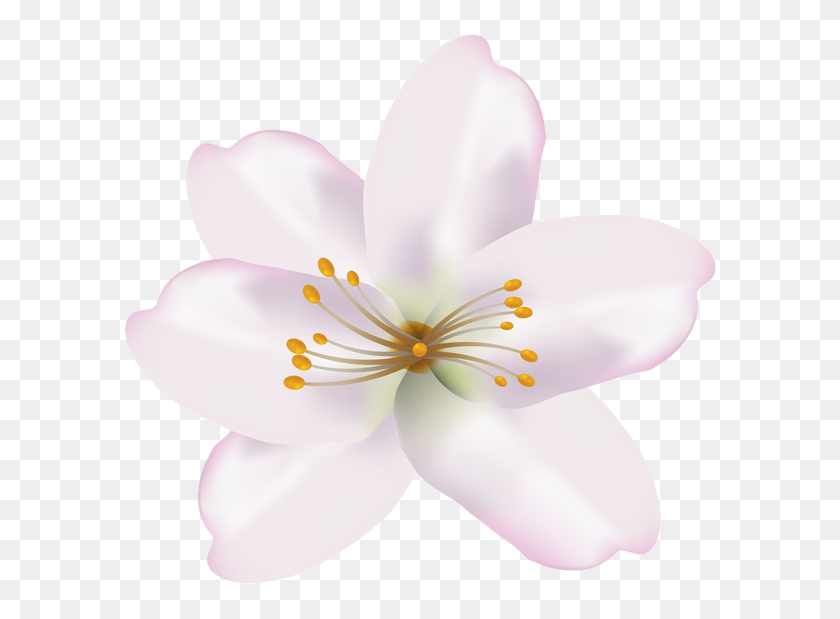 600x559 Галерея - Весенний Цветок Png