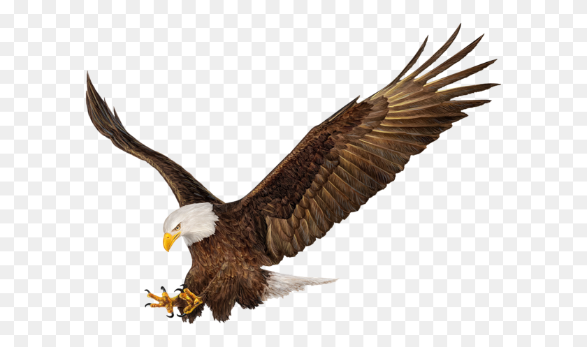 600x437 Gallery - Bald Eagle PNG