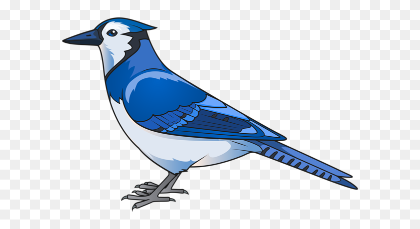 600x399 Gallery - Blue Jay PNG