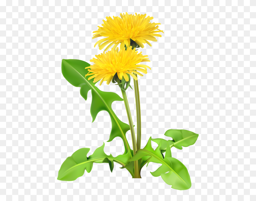 473x600 Gallery - Dandelion PNG