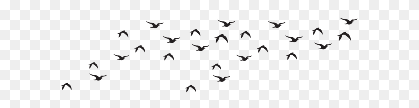 600x157 Gallery - Flock Of Birds Clipart