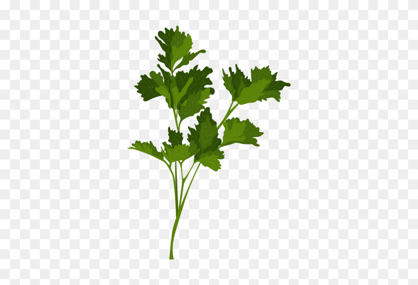 512x512 Garden Parsley Herb Illustration - Parsley PNG