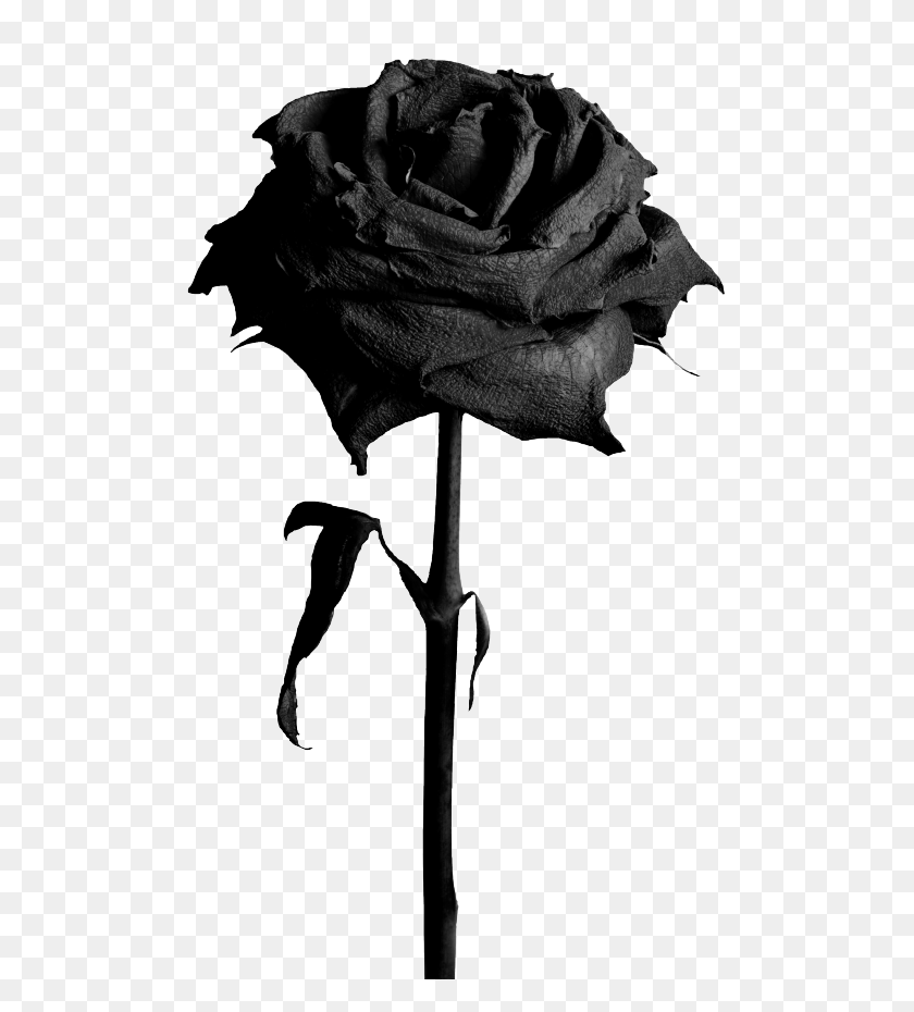 504x870 Garden Roses Black Rose Stock Photography Flower - Black Rose PNG