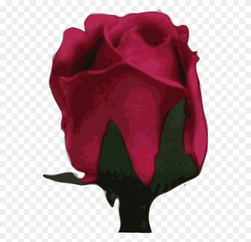 554x750 Garden Roses Cut Flowers Red - Rose Petal PNG