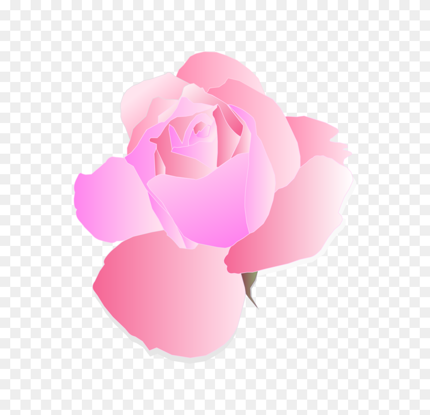 680x750 Garden Roses Pink Flower Cabbage Rose - Geranium Clip Art