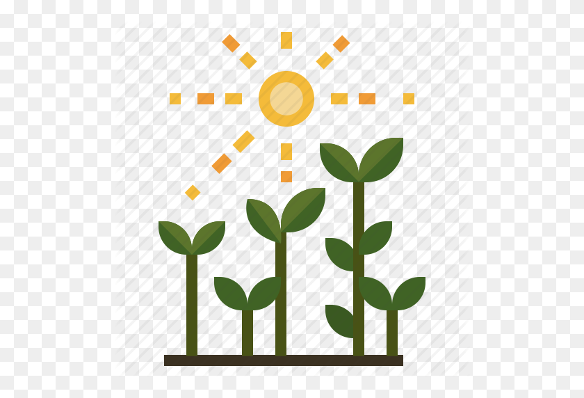 512x512 Gardening, Growing, Sunbeams, Sunlight, Sunny Icon - Sunbeams PNG