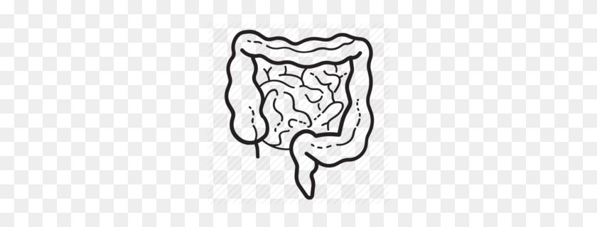 260x260 Gastrointestinal Tract Clipart - Circulatory System Clipart