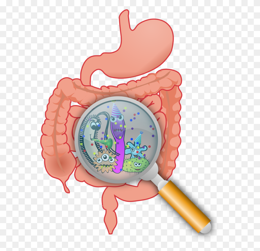 579x750 Gastrointestinal Tract Gut Flora Bacteria Large Intestine Small - Small Intestine Clipart