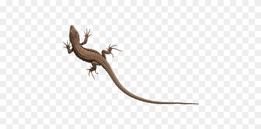 445x355 Gecko - Gecko Png