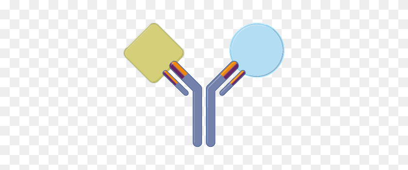 332x291 Genentech Therapeutic Antibodies The Next Generation - Chemotherapy Clipart