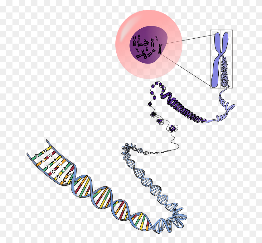669x720 Genesjeans - Chromosome Clipart