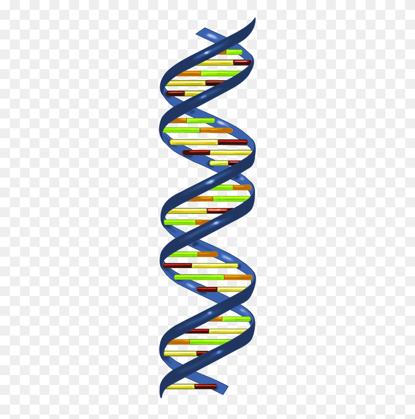 223x789 Genetics Clipart - Genes Clipart