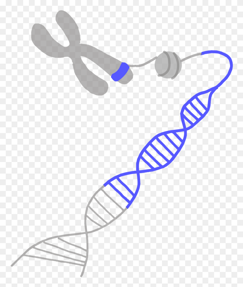 1200x1435 Genome Advisory - Chromosome Clipart