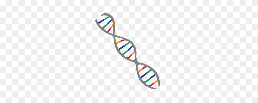 256x278 Gentegra Nucleic Acid Stabilization - Rna Clipart