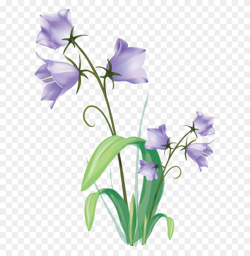605x800 Gentian Vector Clipart Flowers, Drawings - Flower Vector PNG