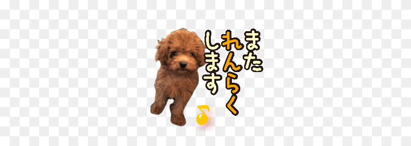240x240 Gentle Nature Toy Poodle - Poodle PNG