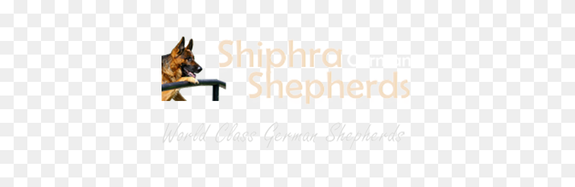 388x214 German Shepherd Breeders Ontario, Puppies For Sale, German - German Shepherd PNG