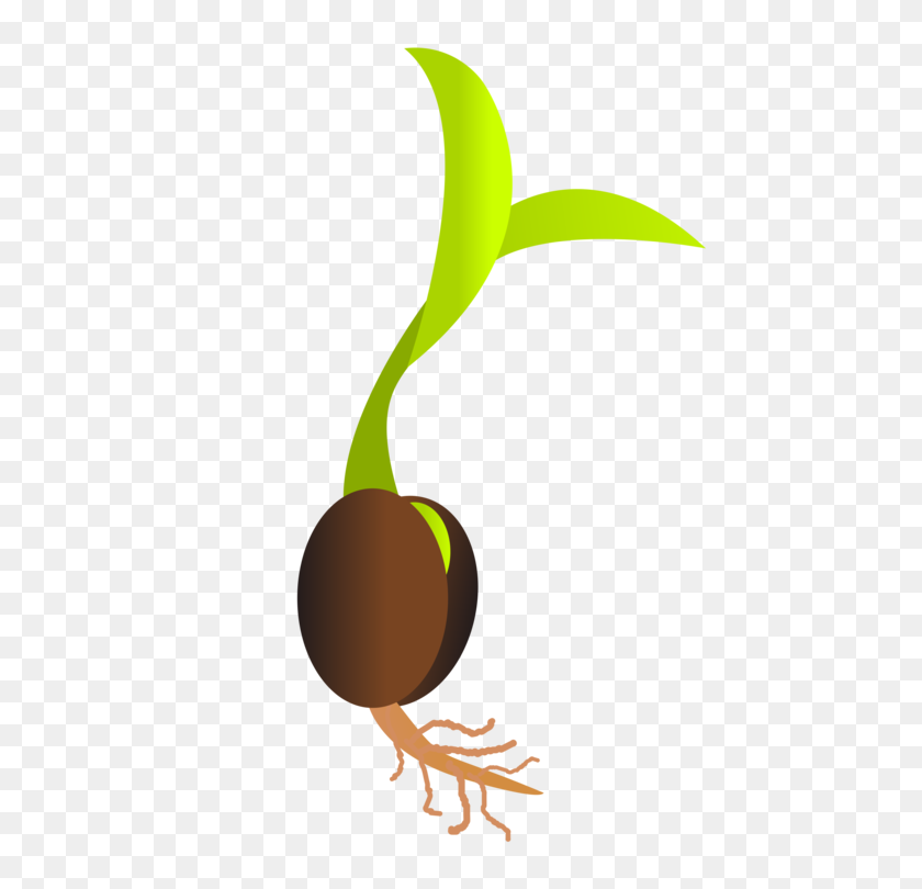 750x750 Germination Seed Library Sowing Sprouting - Sapling Clipart