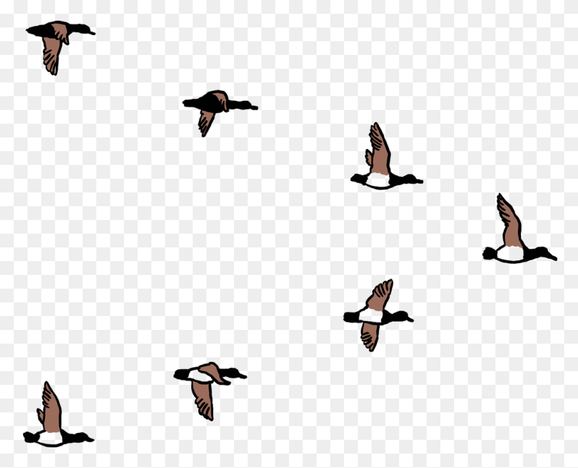 1000x797 Get In Touch Assemble Communities - Flock Of Birds PNG