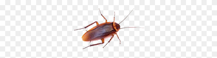 280x165 Get Rid Of American Cockroaches Roach Control Batzner Pest Control - Roach PNG