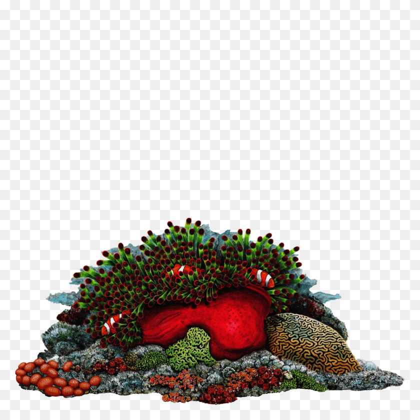 1024x1024 Pez Payaso Gigante De Coral Etiqueta De La Pared - Arrecife De Coral Png