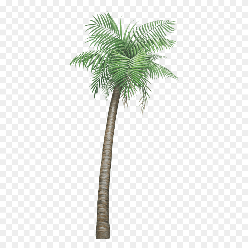 1024x1024 Giant Palm Tree Wall Sticker - Jungle Tree PNG