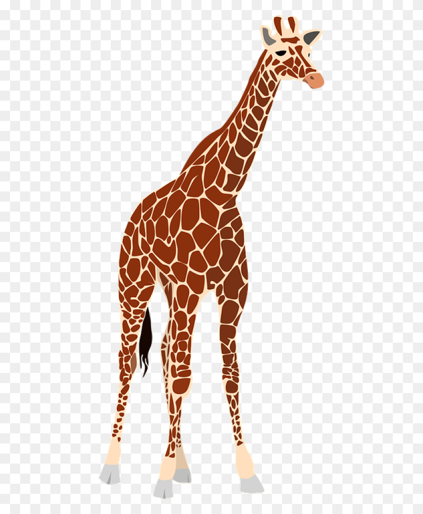 480x960 Giraffe Png - Neck PNG