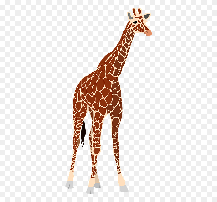 360x720 Giraffe Png Images Free Download - Giraffe PNG