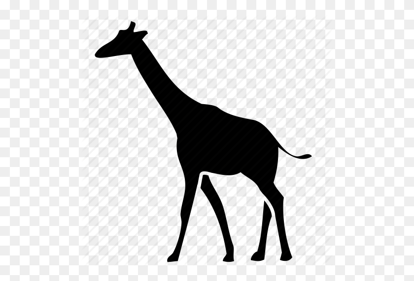 512x512 Жираф, Значок Дикой Природы - Жираф Png