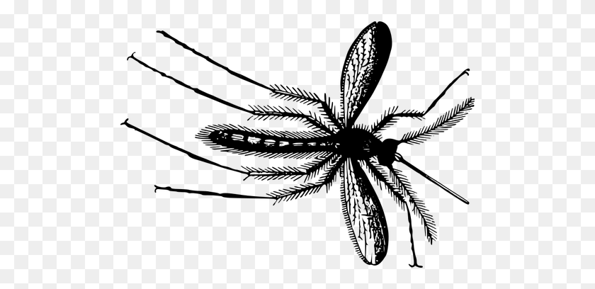 500x348 Gnat In Black And White - Mosquito Clipart Black And White