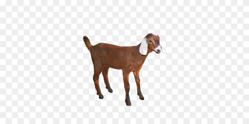 339x360 Goat - Goat PNG