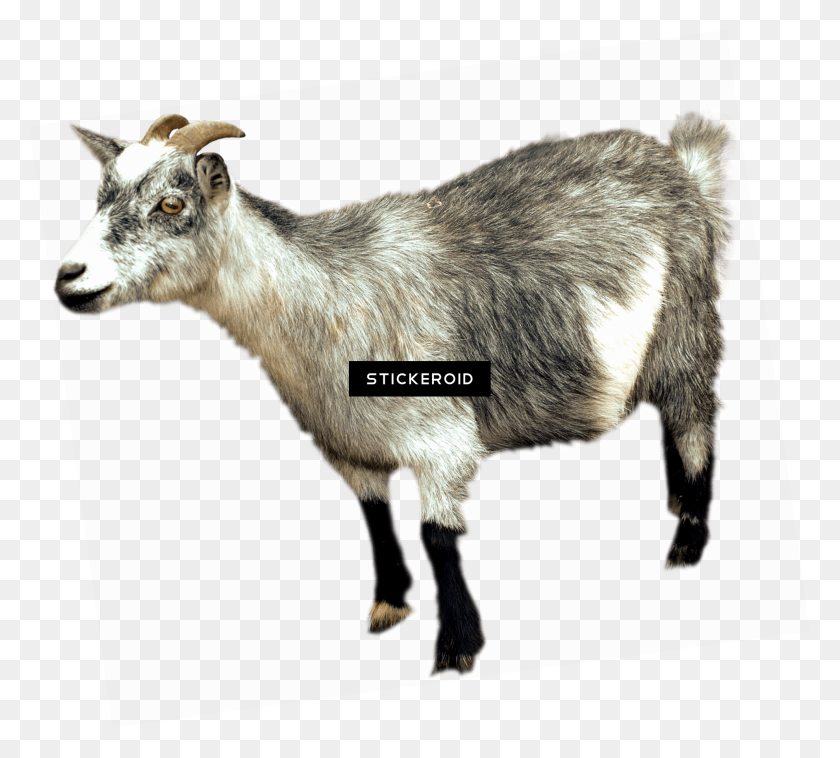 1981x1773 Goat - Goat PNG