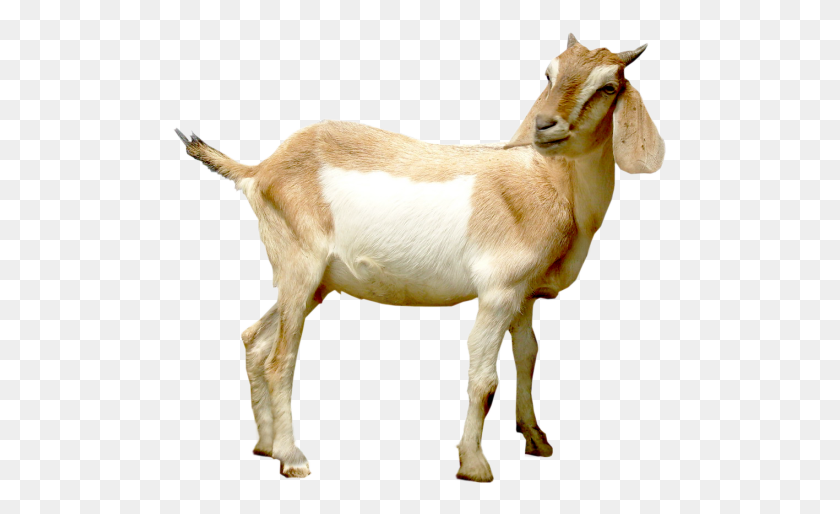 497x454 Goat Hd Png Transparent Goat Hd Images - Goat PNG