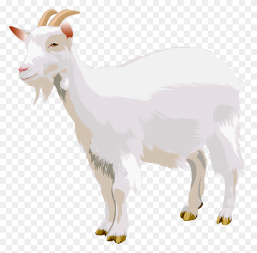 850x836 Goat Png - Goat PNG