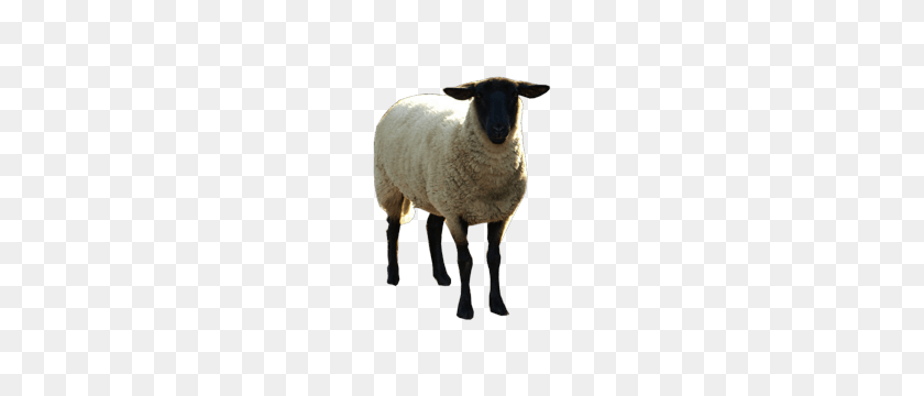 400x300 Goat Png For Free Download Dlpng - Goat PNG