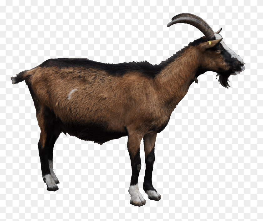 2629x2178 Goat Png Images Free Download, Goat Png - Animal PNG