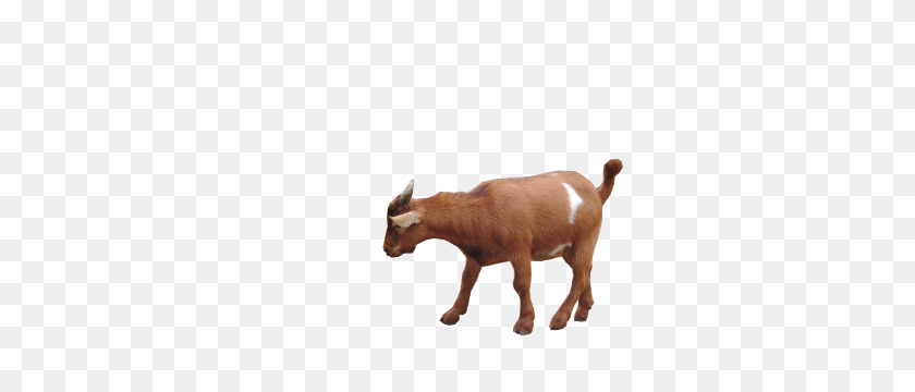 400x300 Goat Png Images Free Download, Goat Png - Goat PNG